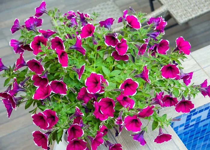 Aretousa Apartamento