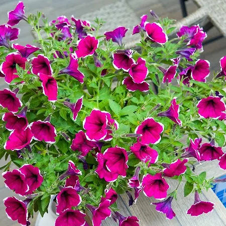 Aretousa Apartamento