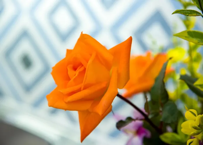 Aretousa アパート *